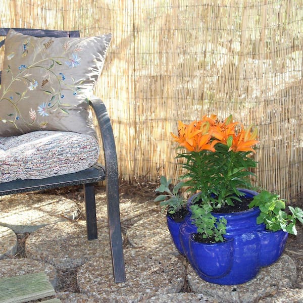 Vigoro 4 ft. H x 8 ft. W Natural Peeled and Polished Reed Fencing ...