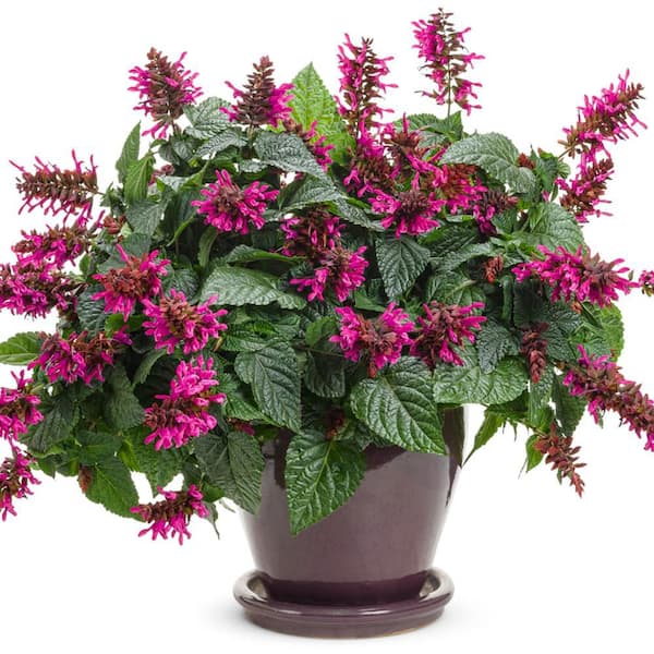 Proven Winners 4.25 in. Eco+ Grande Rockin' Fuchsia Salvia (Hybrid