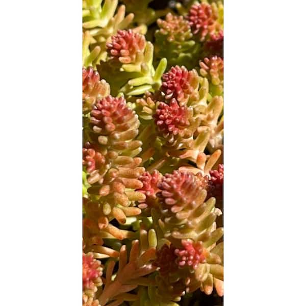 Zeus & Ruta Sedum Sexangulare - Tasteless Stonecrop Plants Heat