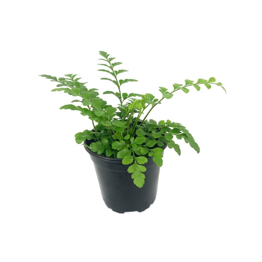 4 in. Austral Gem Fern in Green Planter - Asplenium Parvati