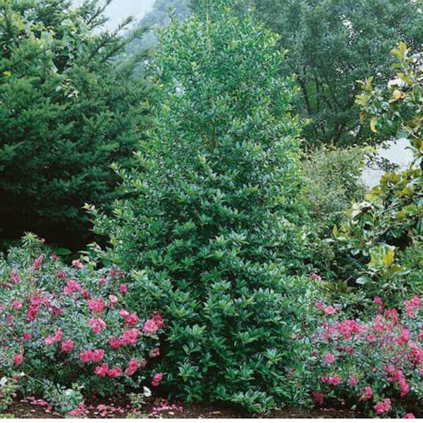 3 Gal. Eagleston Holly Evergreen Tree