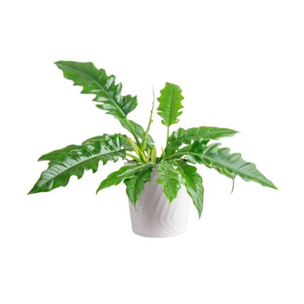 Vigoro Grower's Choice Philodendron Plant in 10 in. White Decor