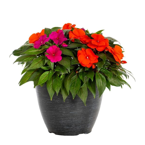 Vigoro 2 Gal. New Guinea Impatiens Orange and Purple Mix in Decorative Planter Annual Plant (1-Pack)