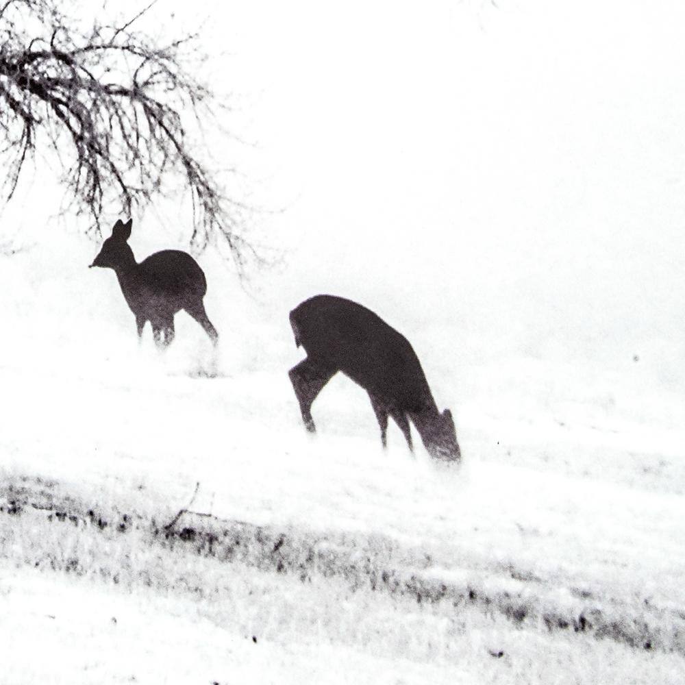 Winter's Morning Fog Black and White Framed Print