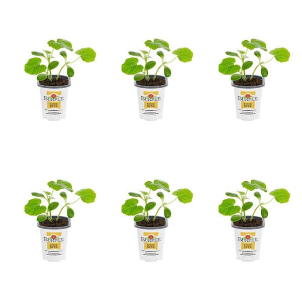 1 Pt. Squash Golden Green Edible Plant (6-Pack)