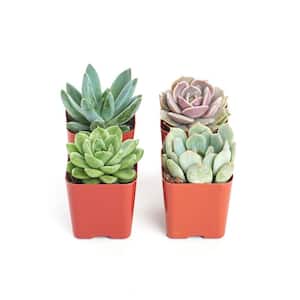 2 in. Rosette Succulent (Collection of 4)