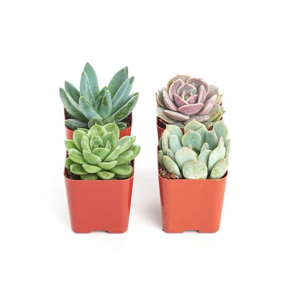 Shop Succulents 2 in. Rosette Succulent (Collection of 4)