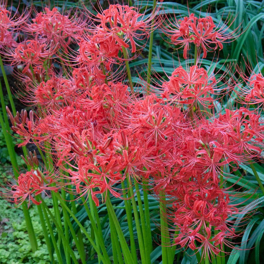 Breck S Red Spider Lily Lycoris Bulbs 5 Pack 4 The Home Depot