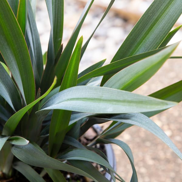 SOUTHERN LIVING 2 Gal. Clarity Blue Dianella Plant with Grass-Like Powder  Blue Foliage 93512 - The Home Depot