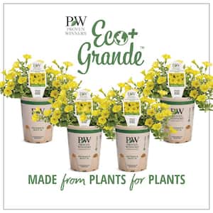 4.25 in. Eco Plus Grande, Supertunia Mini Vista Yellow Live Annual Plant, Yellow Flowers (4-Pack)