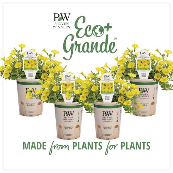 PROVEN WINNERS 4.25 in. Eco Plus Grande, Supertunia Mini Vista Yellow Live Annual Plant, Yellow Flowers (4-Pack)