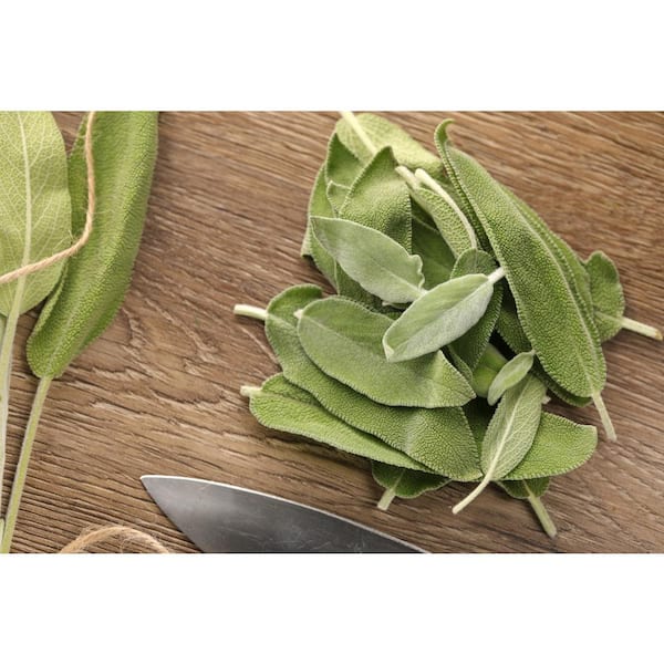 4.25 in. Eco+Grande Garden Sage (Salvia officinalis) Live Herb Plant (4-Pack)