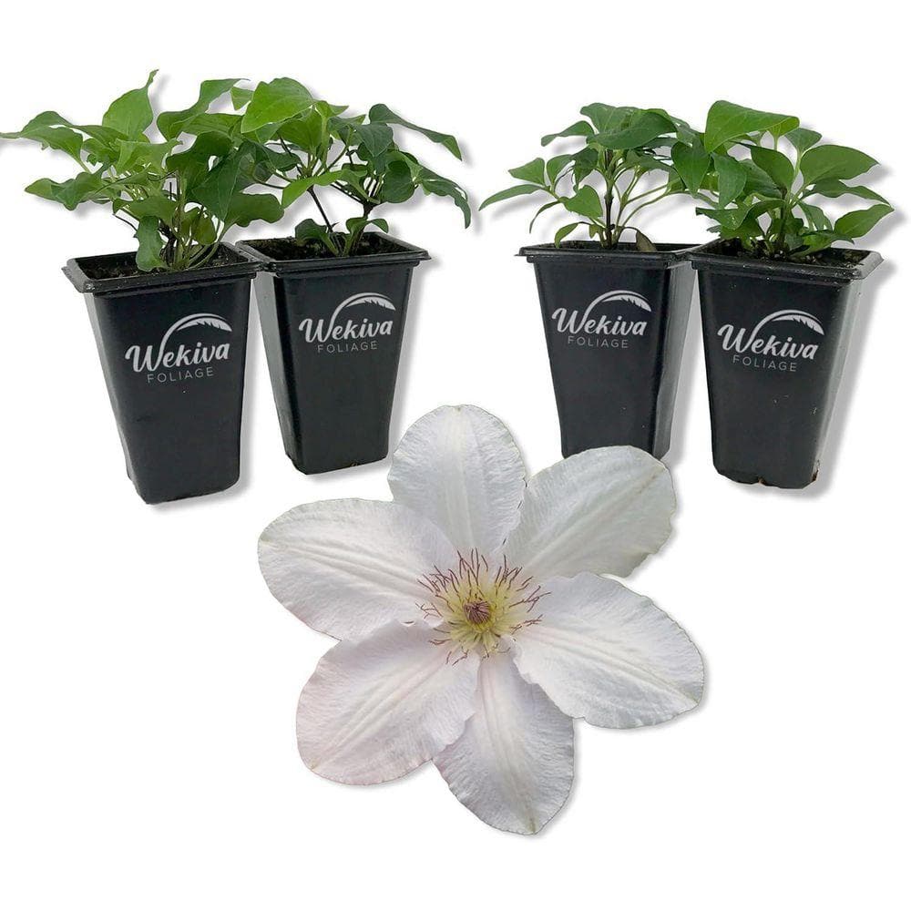 Wekiva Foliage Clematis Guernsey Flute-Live Starter Plant in a 2