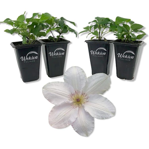 Clematis Guernsey Flute-Live Starter Plant in a 2 Inch Growers Pot-Starter Plant Ready for The Garden