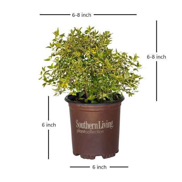 2.5 qt. Miss Lemon Abelia Shrub (Abelia Grandiflora) Live Plant with Bright Variegated Foliage and Light Pink Flowers