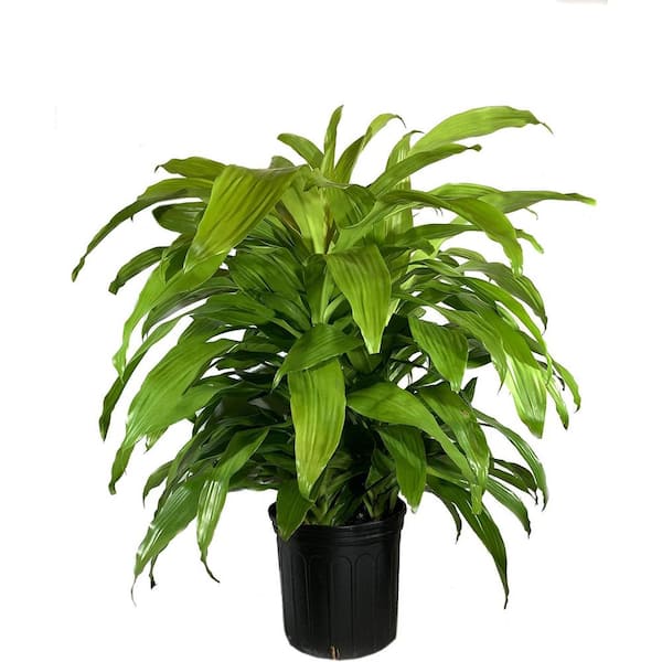 Wekiva Foliage Dracaena Lime Light-Live Plant in an 10 Inch Growers Pot-Dracaena Fragrans 'Limelight'-Air Purifying Houseplant