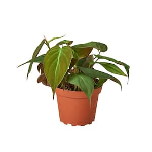 Philodendron Velvet Philodendron Micans Plant in 4 in. Grower Pot
