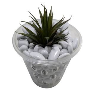 Stewart Plastics - Sottovaso Per Orchidea Trasparente ⌀ 13 Cm, In Plastica, 18,5 Cm