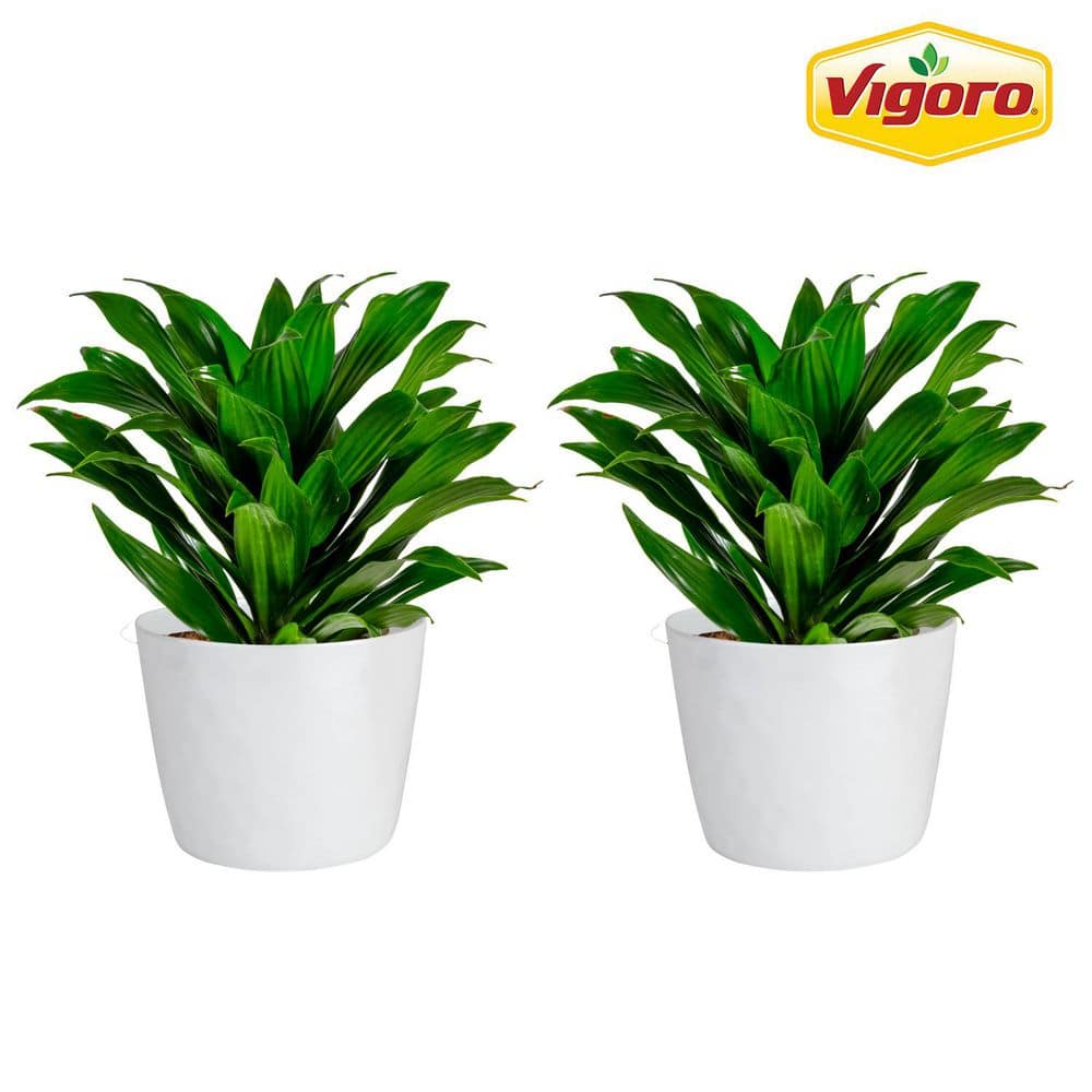 Grower's Choice Dracaena Indoor Plant in 6 in. White Ribbed Plastic Decor Planter, Avg. Shipping Height 1-2 ft. (2-Pack) price history on PriceWatchPro