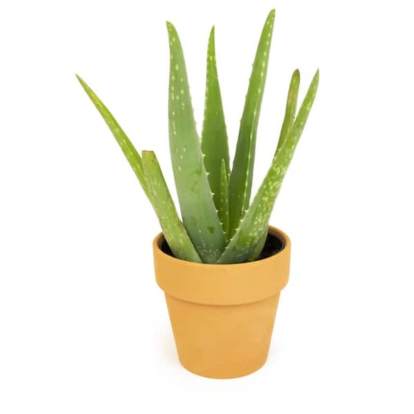 ALTMAN 9 cm Aloe Vera In Terra Clay Pot 0872524 - The Home Depot