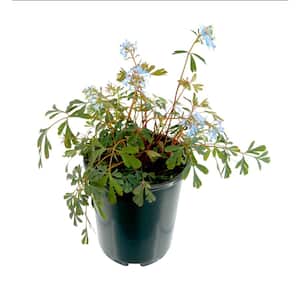 2.5 qt. Perennial Corydalis Blue (1-Pack)