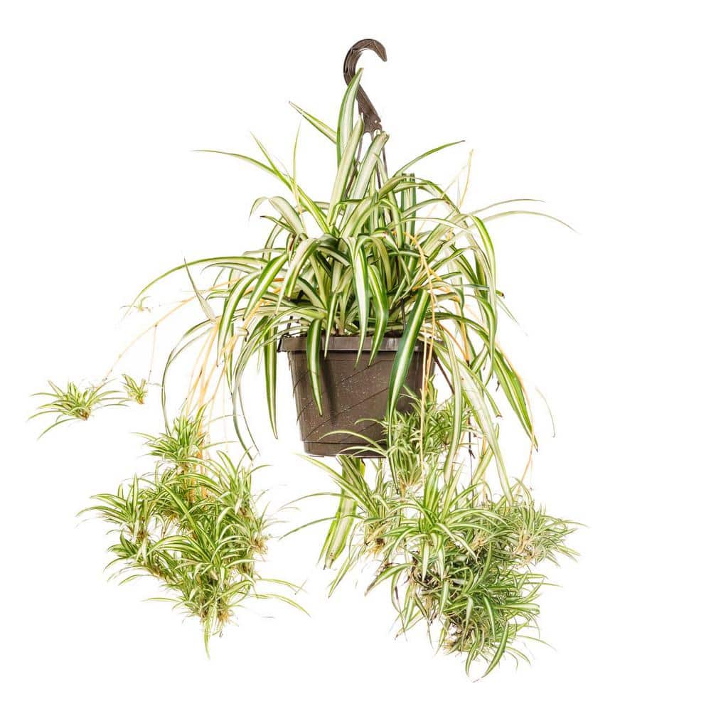 Spider Plant 6 in. Pot (2-Pack) THD100007 - The Home Depot