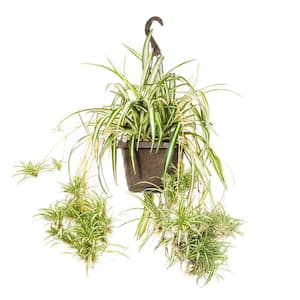 8 in. Spider Plant in Hanging Basket