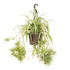 Spider Plant - Indoor Plants - Garden Center - The Home Depot