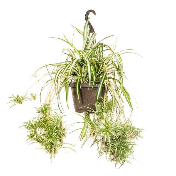 Perfect Plants 8 in. Spider Plant in Hanging Basket THD00597 The Home