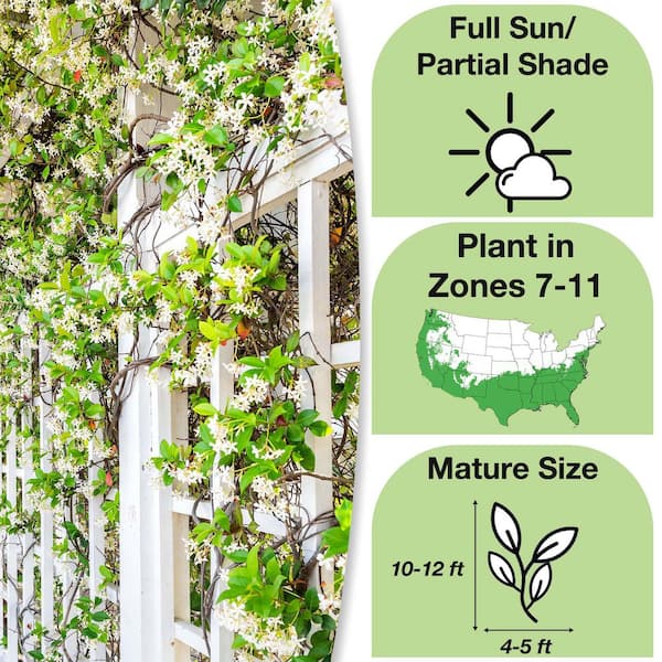 Star Jasmine Vining Shrub 3G. Growers Pot, Fragrant White Flowering Vine Plant