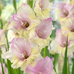 Gladiolus Large Flowering Mon Amour Bulbs (Set of 12)
