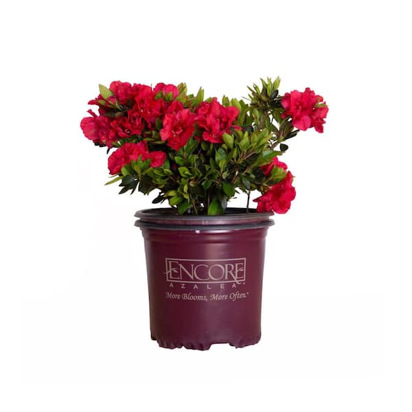 1 Gal. Autumn Fire Azalea Shrub with Reblooming Red Flowers - Low-Maintenance Small Evergreen Bush