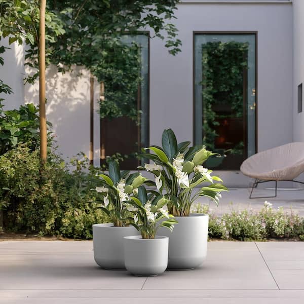 succulent plant in pot Baby Succulent Mix (4 Plants) 6cm Pot House Plants – Plants For All Seasons main image 0