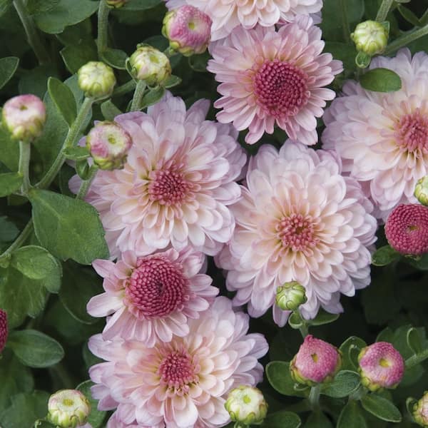 Unbranded 9 in. Gigi Pink Chrysanthemum Perennial Plant