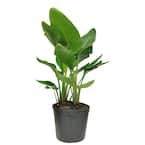 White Bird of Paradise Indoor Plant in 10 in. Grower Pot, Avg. Shipping Height 2-3 ft. Tall