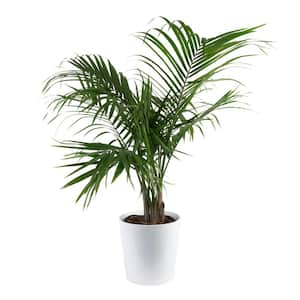 Majesty Palm Indoor Plant in 10 in. White Decor Pot, Avg. Shipping Height 2-3 ft. Tall