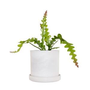 7 in. Stonewash Recycled Planter with saucer and 6 in. Zig Zag Cactus (1-Piece)