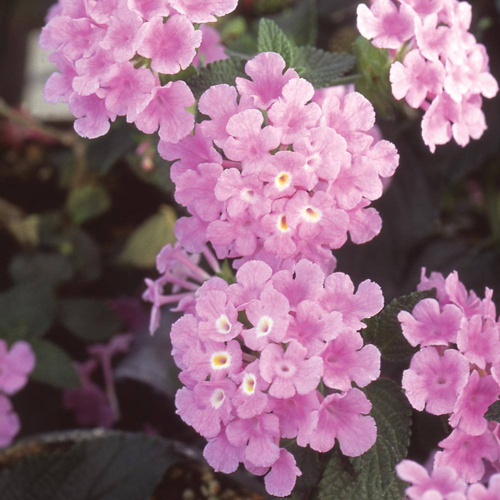 3 Gal. Purple Lantana Live Shrub Plant 1006001699 - The Home Depot
