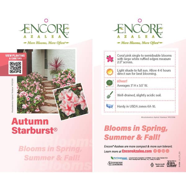 ENCORE AZALEA 1 Gal. Autumn Starburst Encore Azalea Shrub