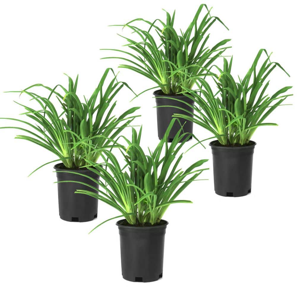 1 gal. Daylily Autumn Red Perennial Plant (4-Pack) price history on PriceWatchPro