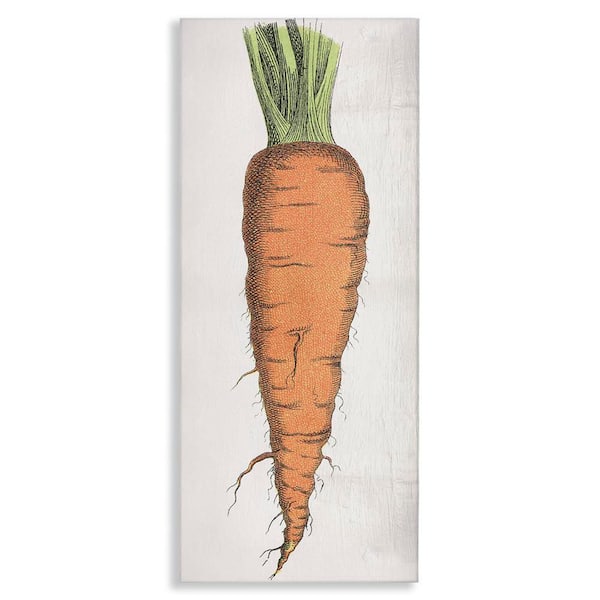Stupell Industries Detailed Carrot Study by Daphne Polselli Unframed Food Graphic Art Print 40 in. x 17 in.