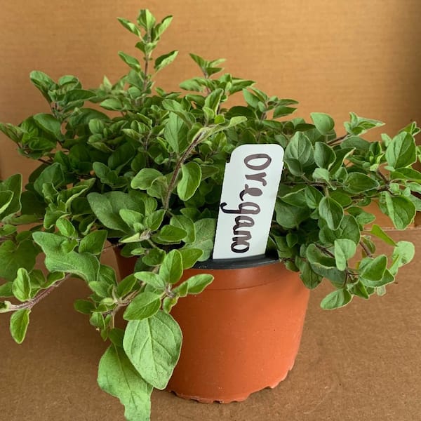OnlinePlantCenter 5.5 in. Italian Oregano Culinary Herb Plant