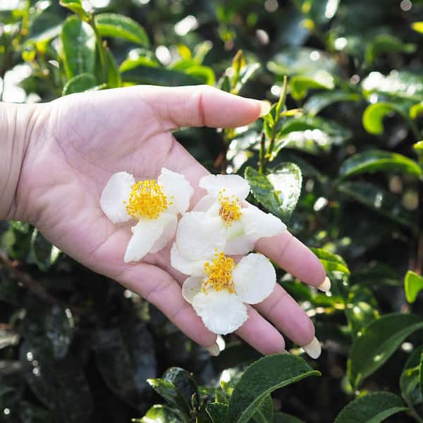 national PLANT NETWORK 1 gal. Brew-Tea-Ful Camelia Sinensus Shrub HD2055 -  The Home Depot