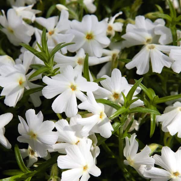 1.5 PT. White Phlox Subulata Perennial Plant (5-Pack)
