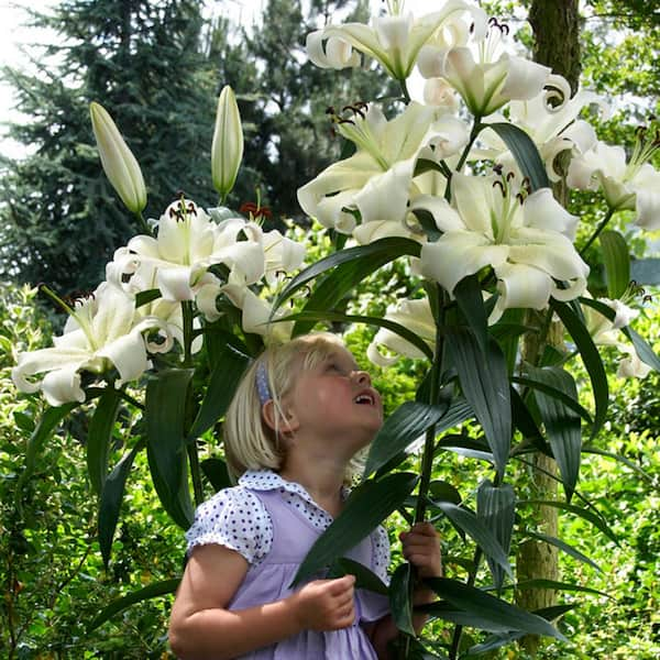 VAN ZYVERDEN Mammoth Tall White Lily Pretty Woman Bulbs (7-Pack 