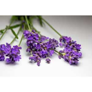 3 Gal. Essence Purple English Lavender (Lavandula Angustifolia) Live Flowering Shrub, Purple-Blue Flowers (1-Pack)