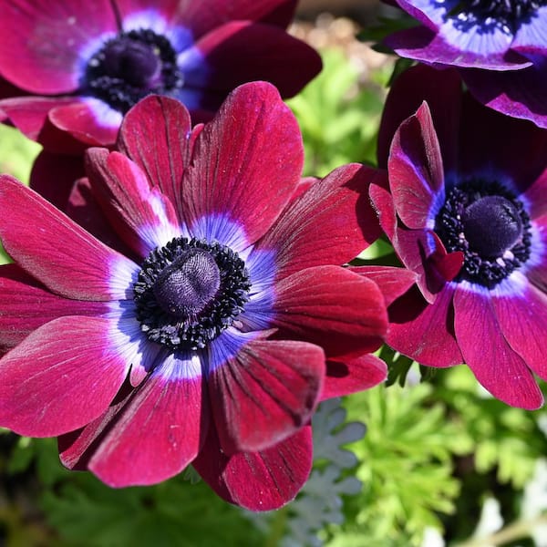 VAN ZYVERDEN Wind Flowers Bulbs Anemones Meron Bordeaux (Set of 25