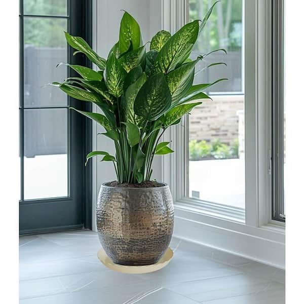 anthurium andean queen Anthurium Warocqueanum (Queen Anthurium) Medium