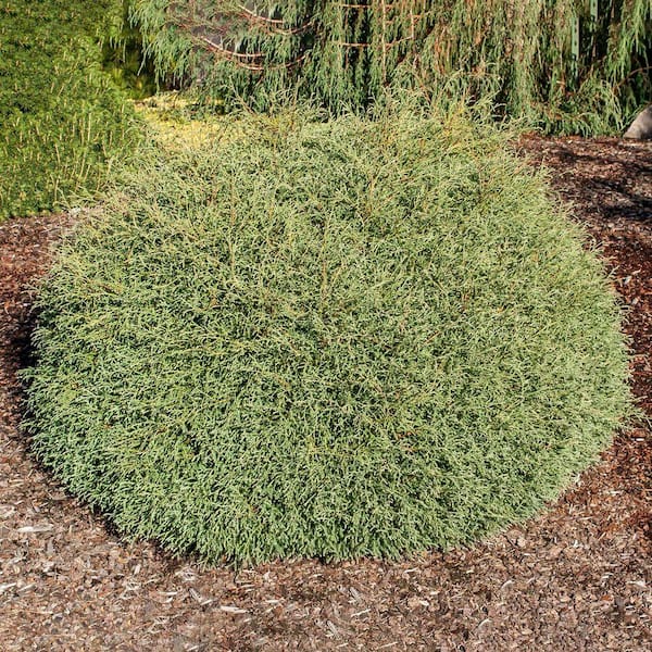 DIRECT GARDENING 1 Gal. Pot, Mister Bowling Ball Arborvitae Bush