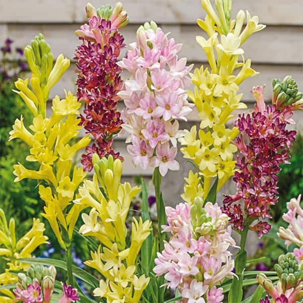 Fragrant Tuberoses Dormant Bulb Mixture (3-Pack)
